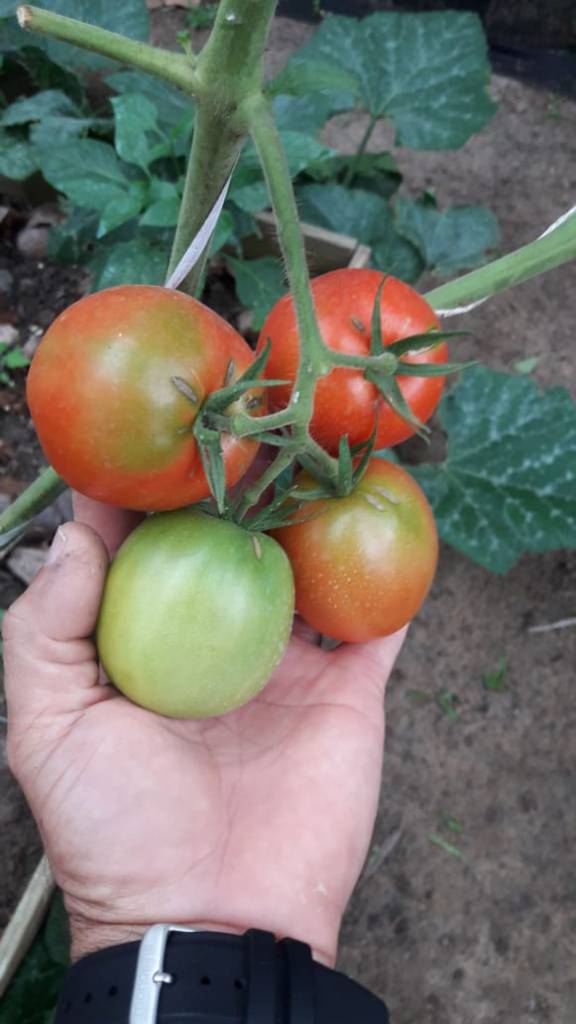 Mulheres no agronegócio se destacam na hortifruticultura