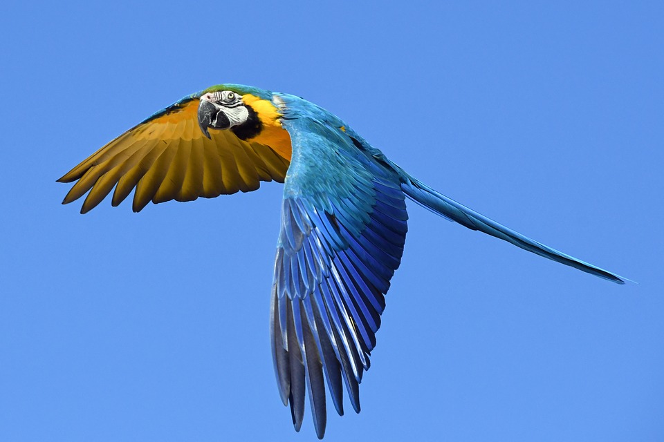 Instituto Arara Azul retira animal da lista de extinção