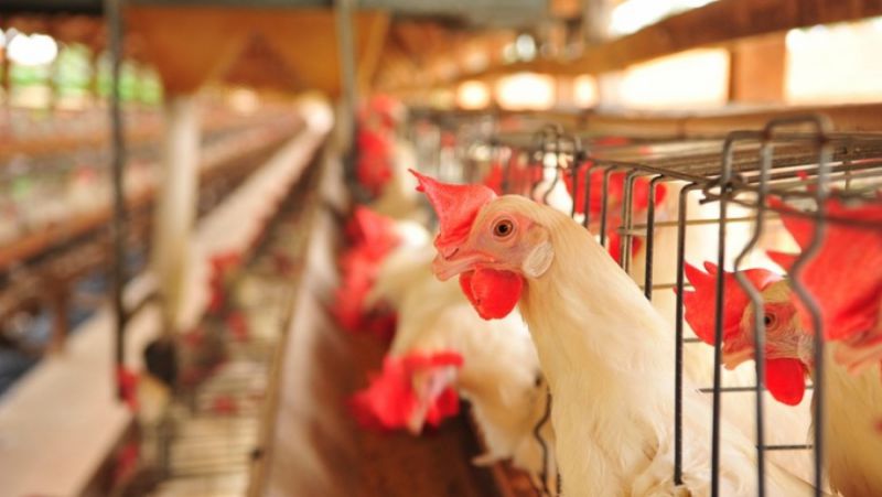 Boa semana para o mercado de frangos com aumento da demanda
