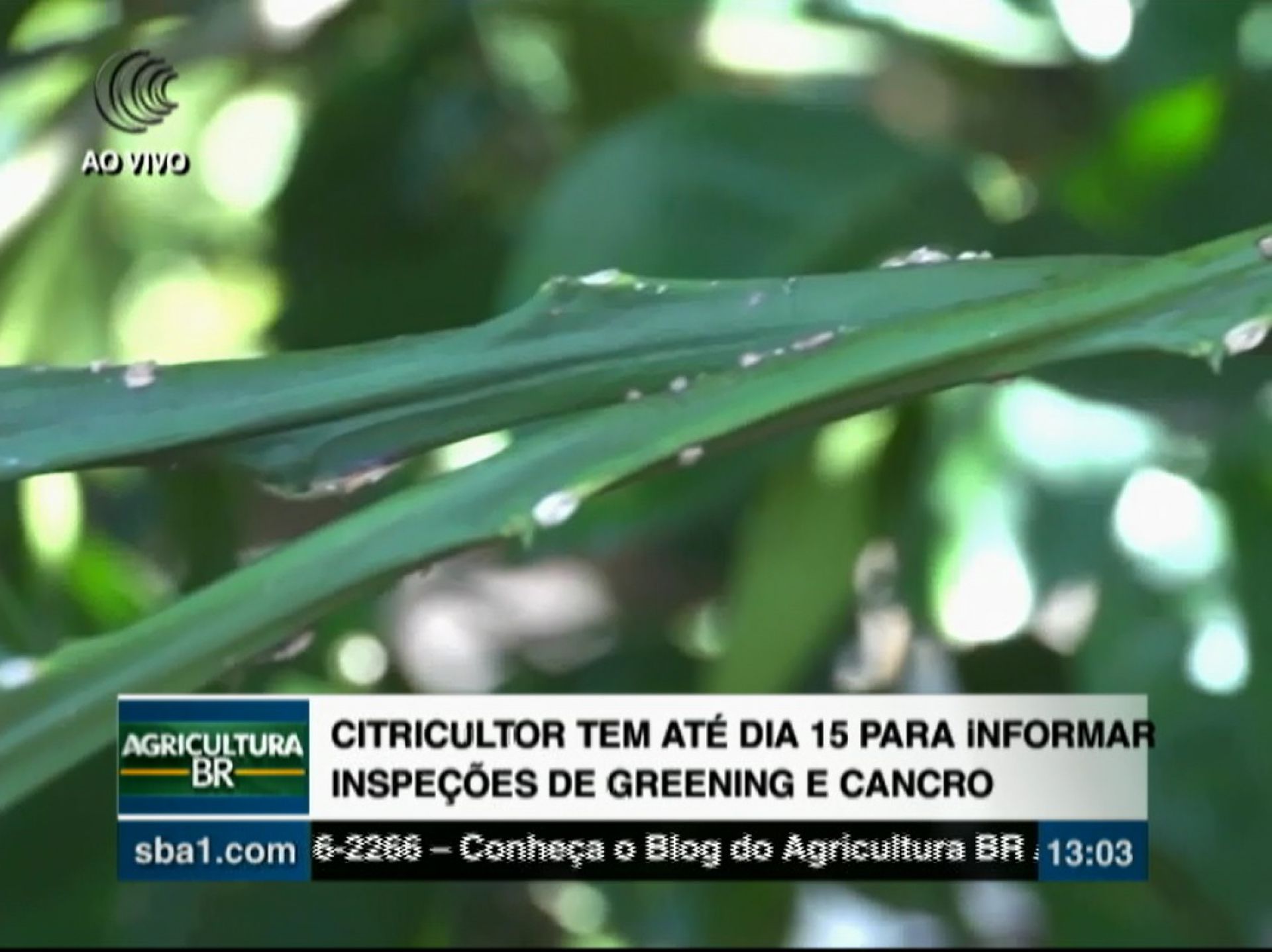 Citricultor tem até dia 15 para informar inspeções de greening e cancro