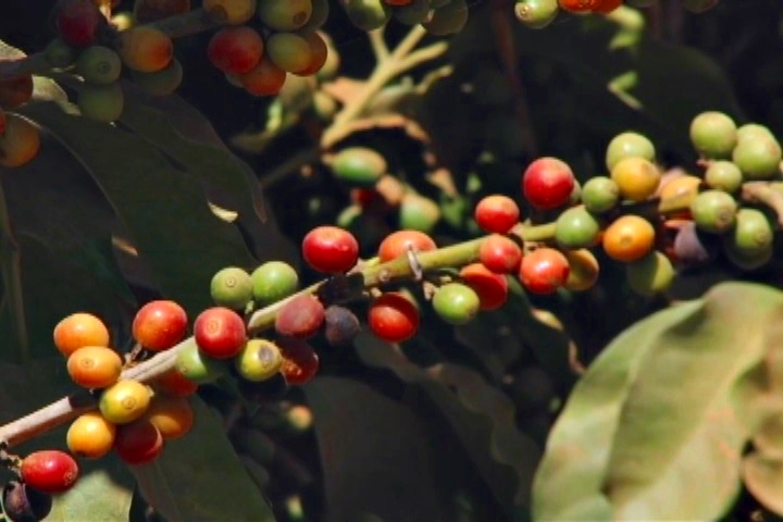 Relatório da OIC indica o Brasil como maior exportador de café verde do mundo