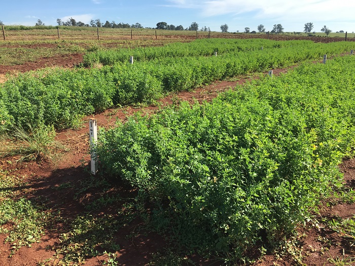 Fertilizante natural liberado para orgânicos registra capacidade de aumentar 20% a produção
