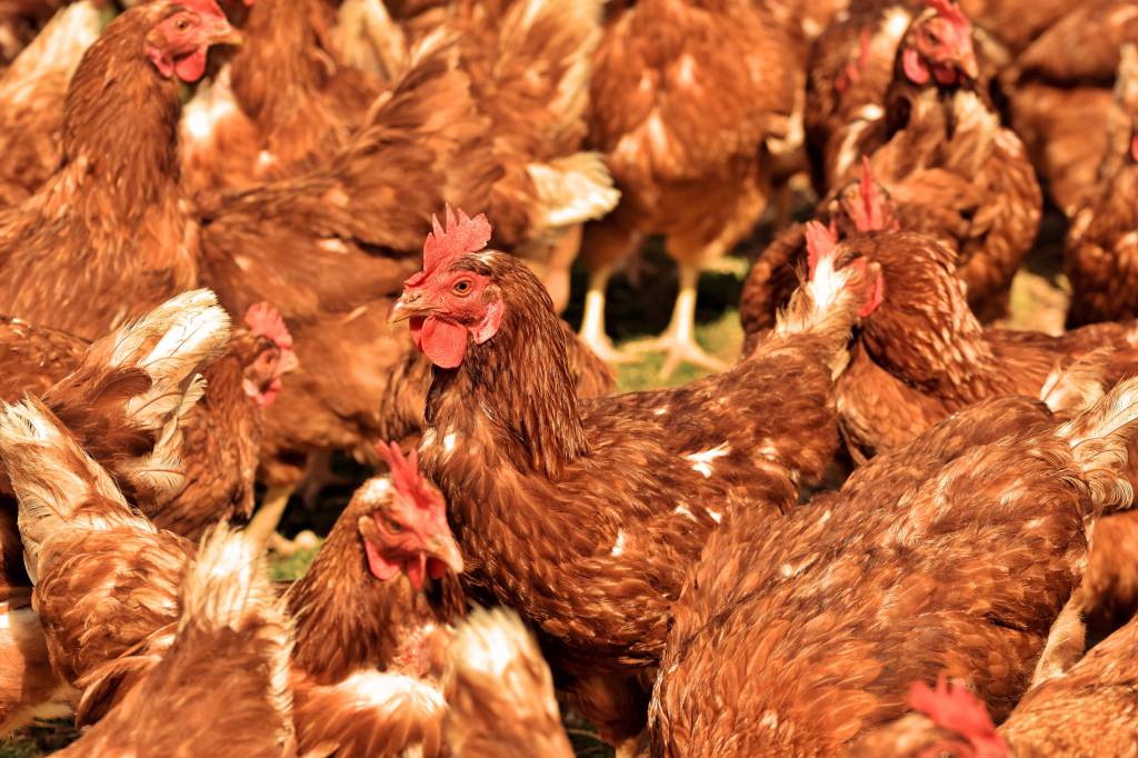 Preço do frango permanece estável durante a semana apesar de alta frente ao ano passado
