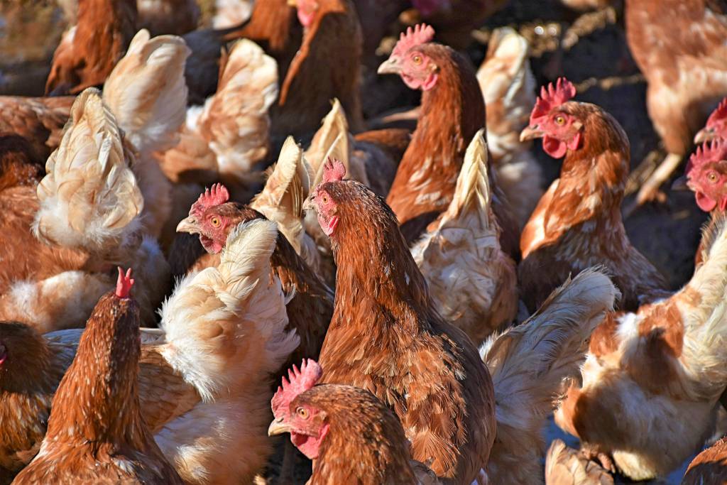 Exportações brasileiras de carne de frango em fevereiro sobem 10%