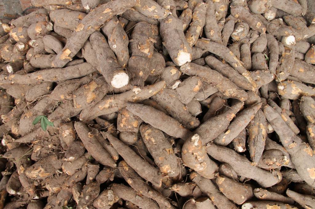Preços da mandioca recuam na última semana 