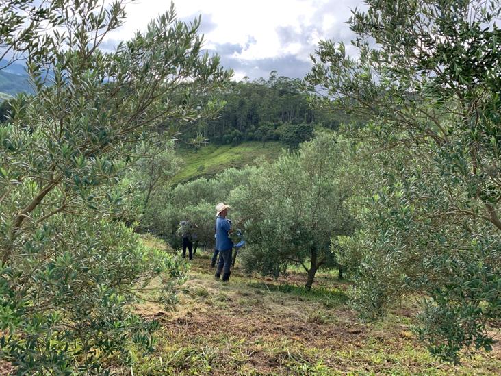 Os astros, o universo e a agricultura