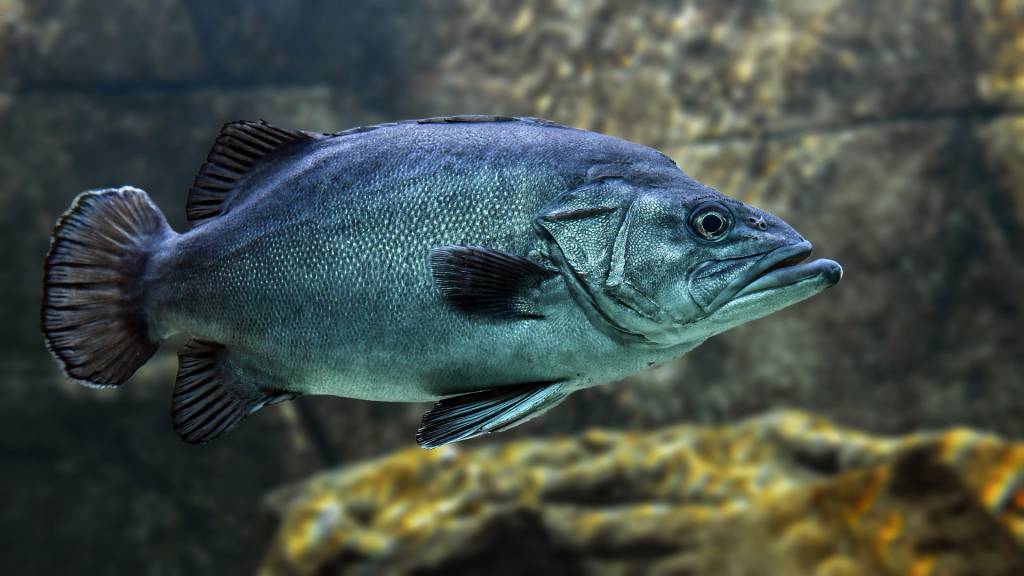 Secretário de Pesca anuncia procedimento para antecipação do seguro defeso no Nordeste