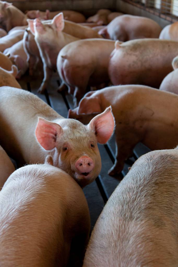 China fará leilão de 20 mil toneladas de carne suína de reservas estatais em 27 de março