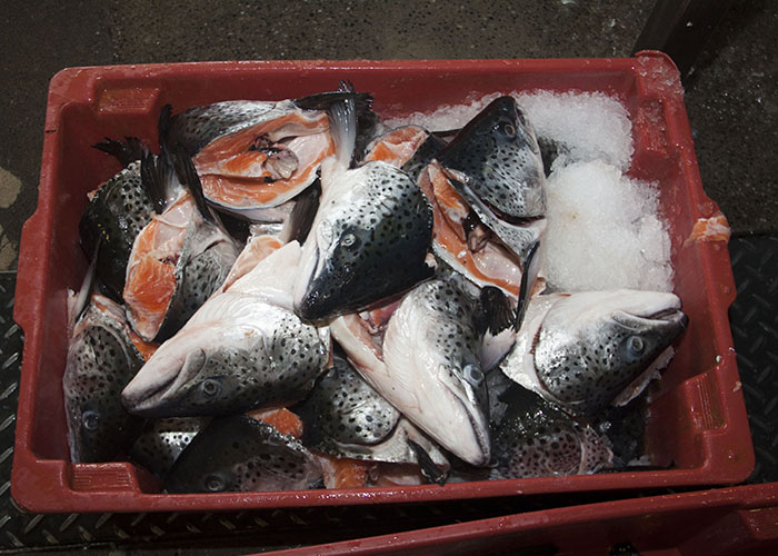 Secretário de Aquicultura e Pesca tranquiliza sobre a qualidade do pescado brasileiro após vazamento de óleo no litoral