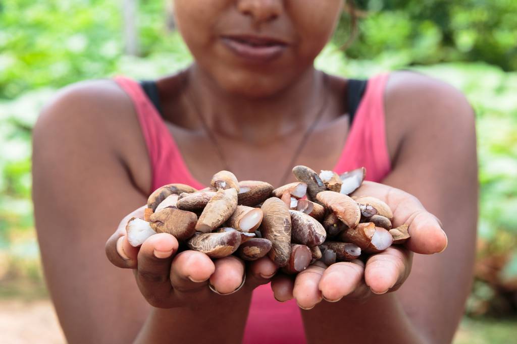 Quebradeiras de coco babaçu recebem recursos de programa de garantia de preços mínimos