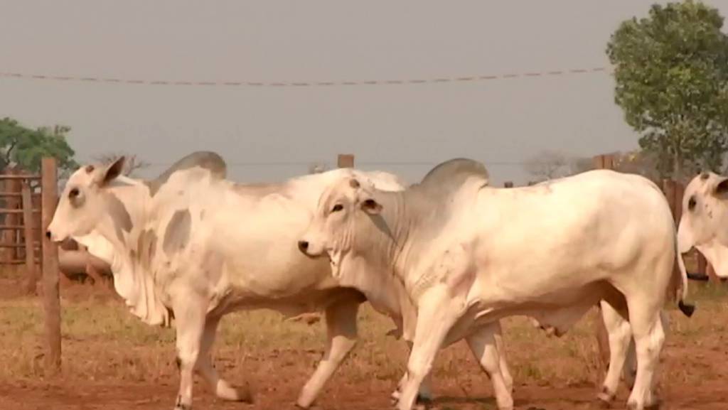 Reprodutores são ofertados em leilão em Mato Grosso do Sul