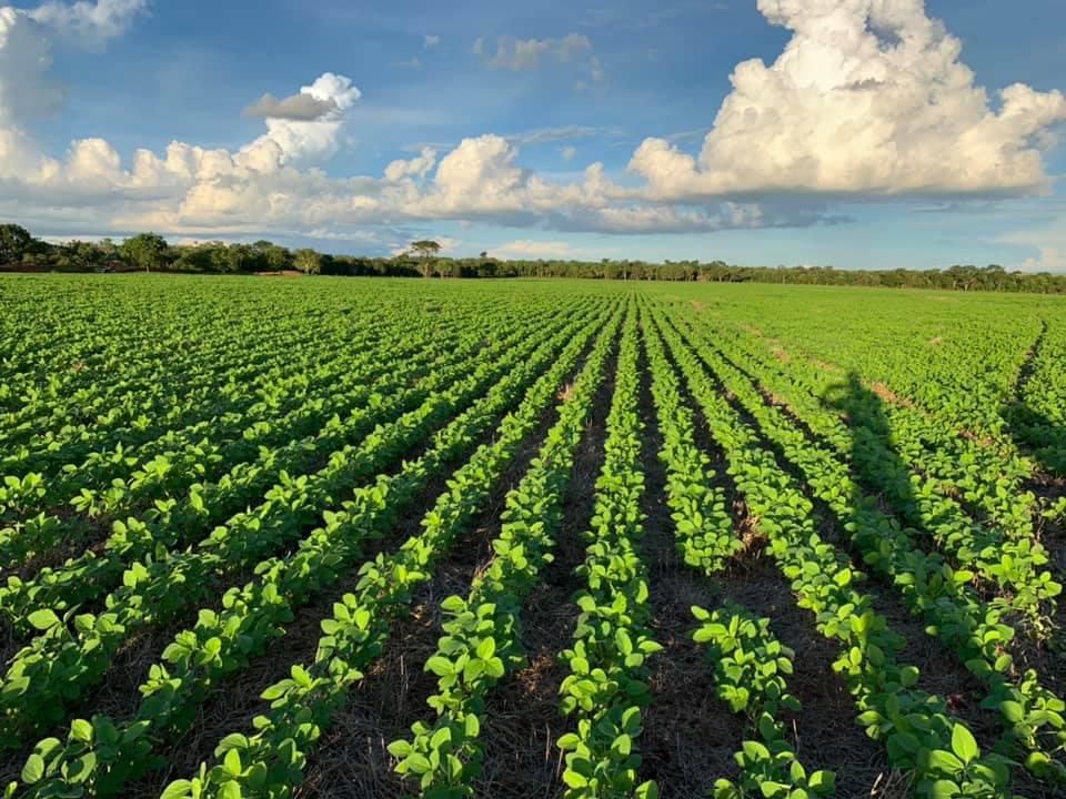 Ministro do STF suspende aprovação automática de registro de agrotóxicos