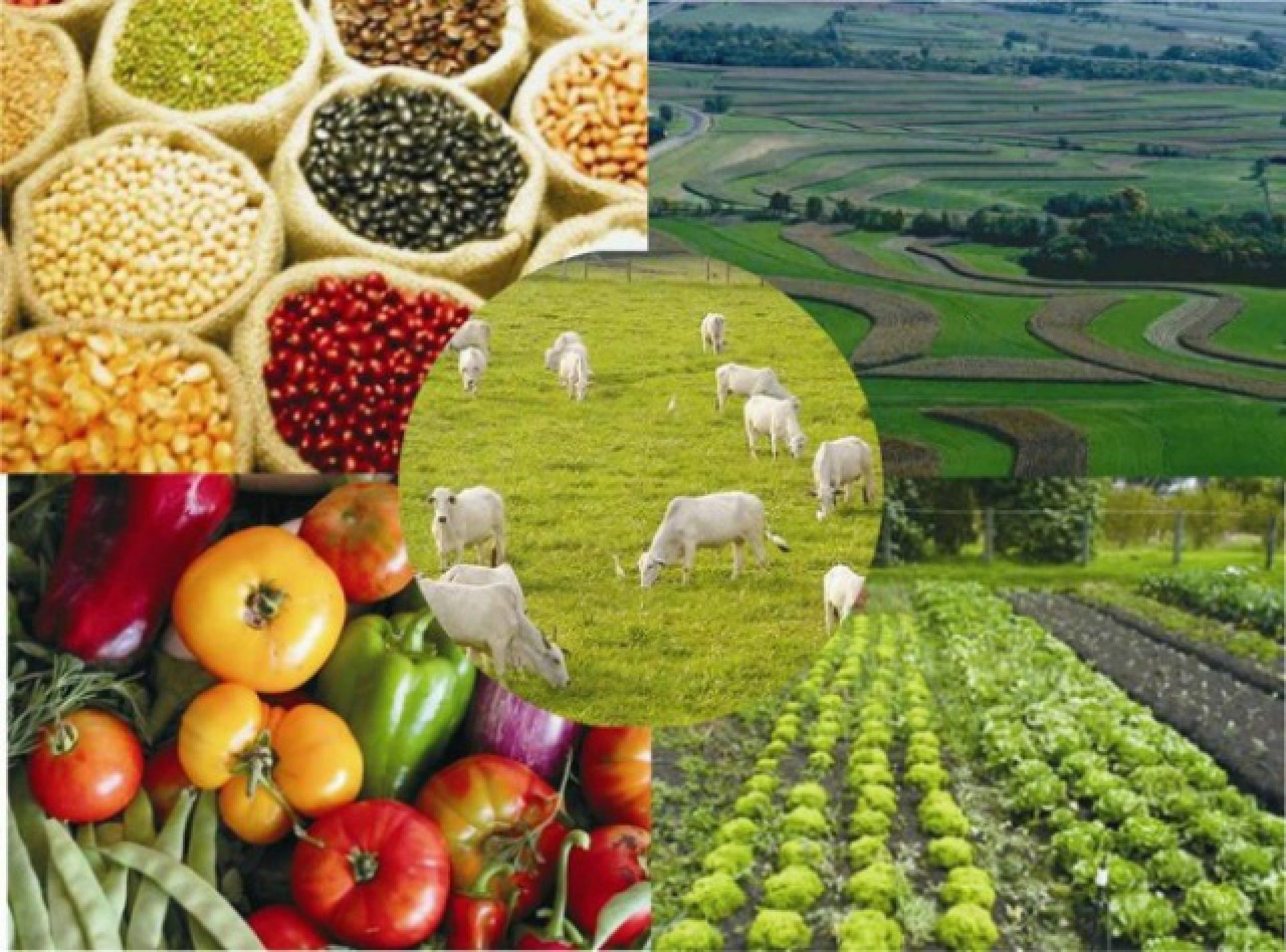 Analista comenta perspectivas do agronegócio no BR em 2018 