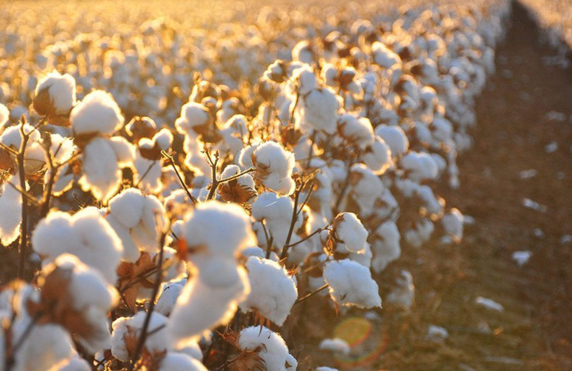 Safra de algodão do Brasil deve crescer para 2,2 mi/ton, prevê Agroconsult 