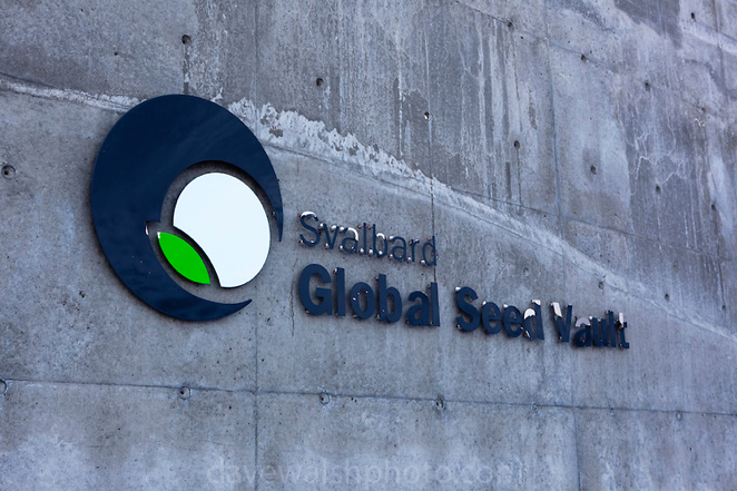 Brasil envia material para Banco Mundial de Sementes de Svalbard, na Noruega