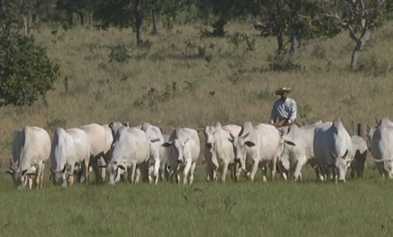 Planejamento é necessário em fazendas 