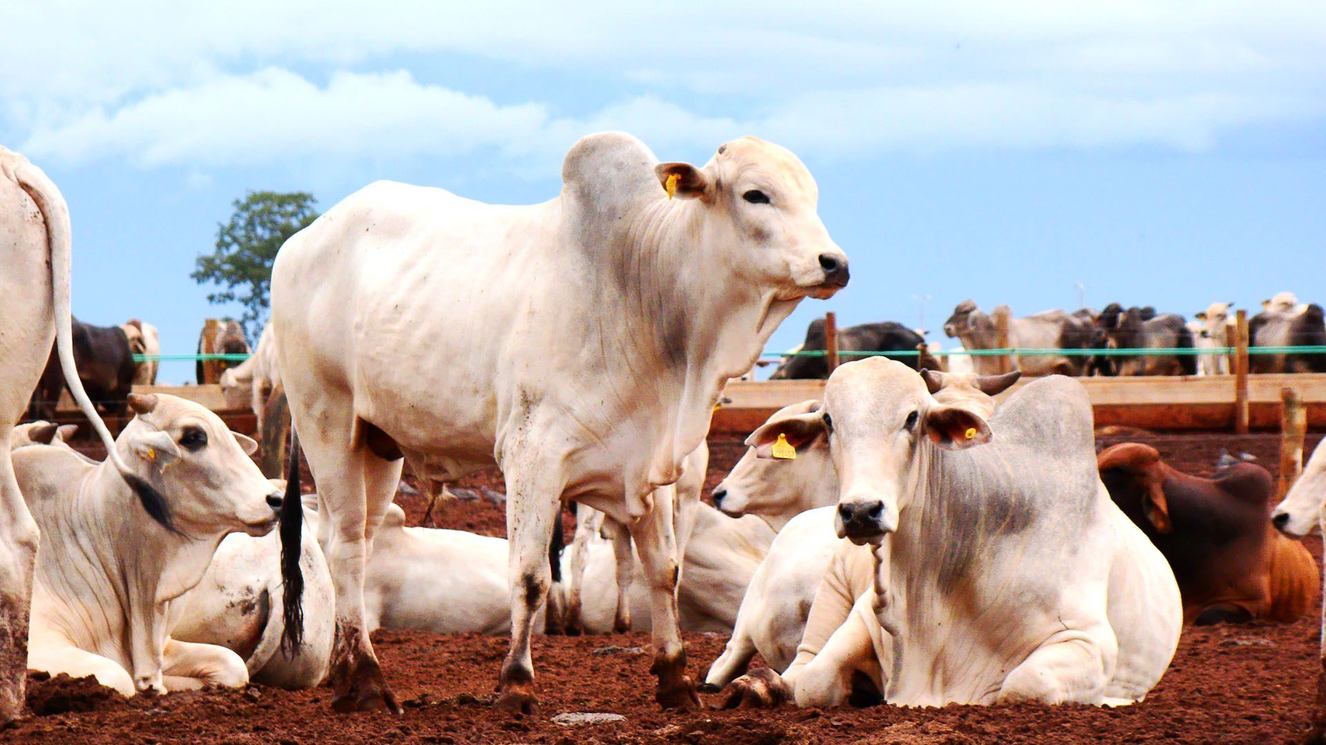 Sebo bovino reduz participação na produção de biodiesel