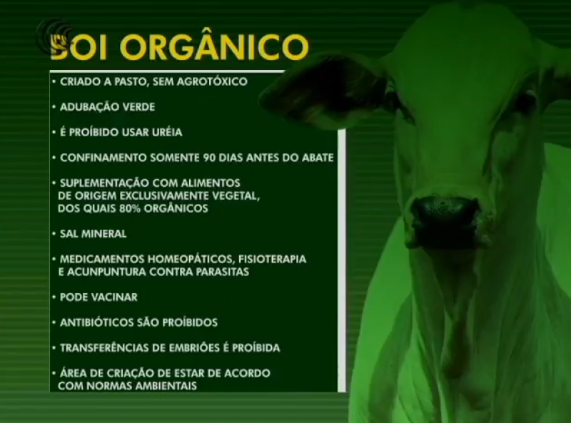 Saiba tudo sobre a criação de bois orgânicos