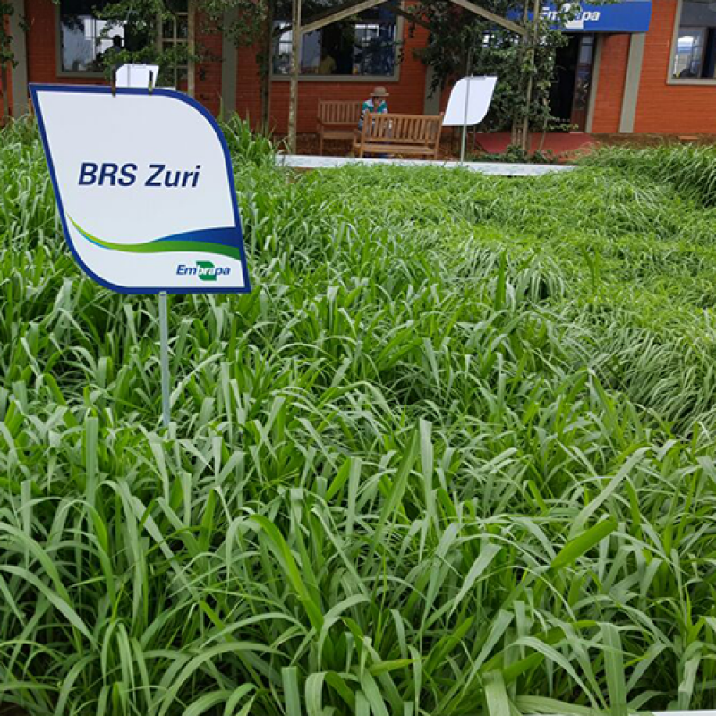 BRS Zuri tem uma boa resposta à calagem e adubação