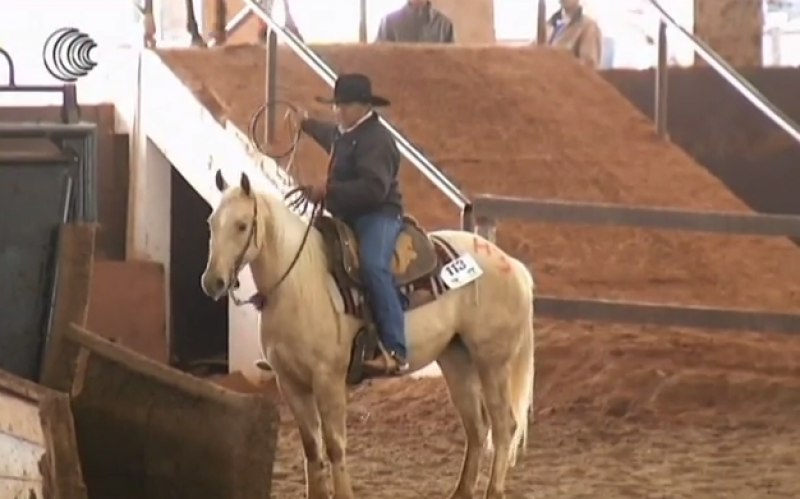 Campeonato valoriza plantel de cavalos de quarto de milha do país