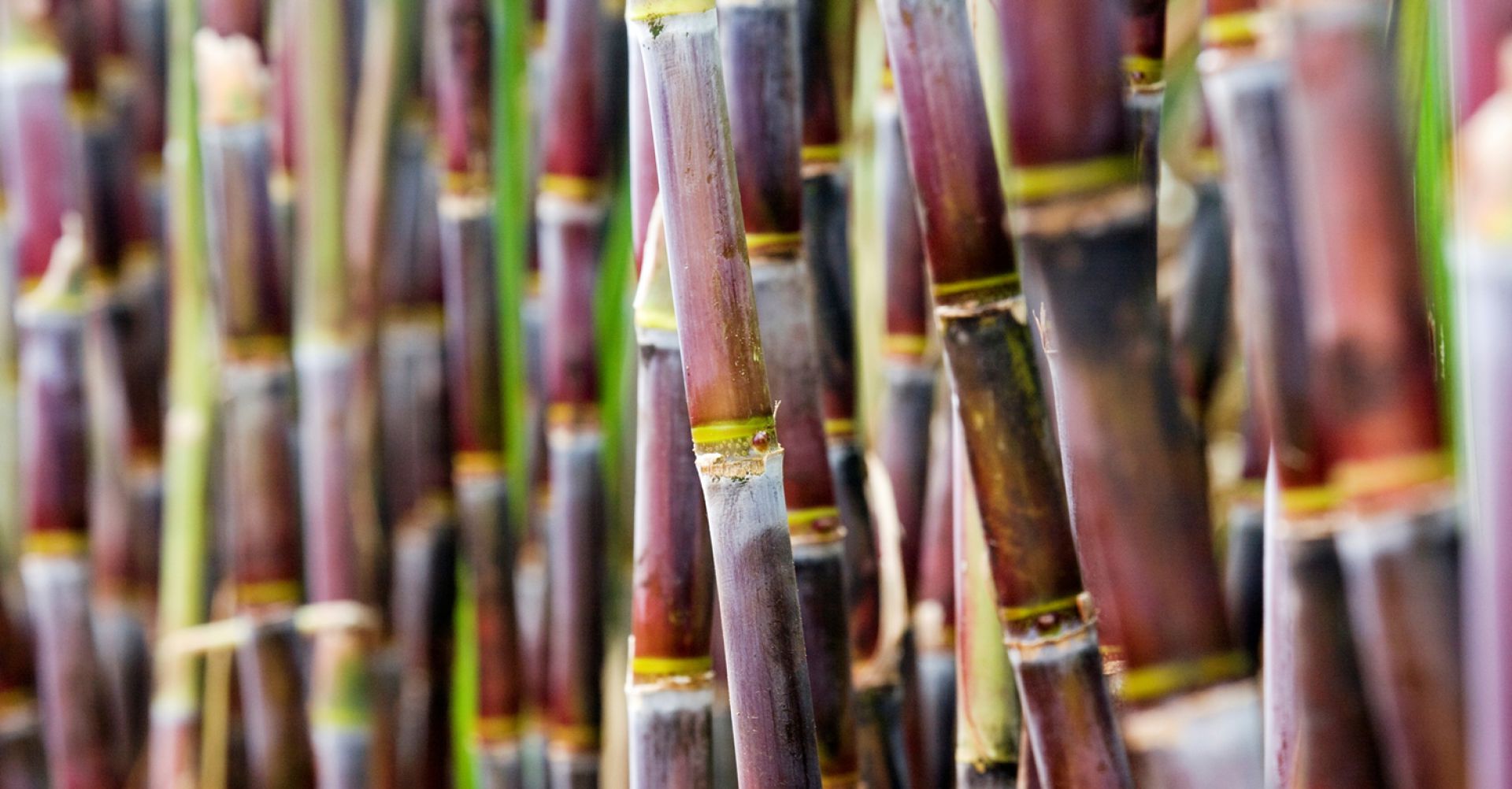 Usinas do país antecipam moagem de cana e devem produzir mais açúcar, diz FCStone