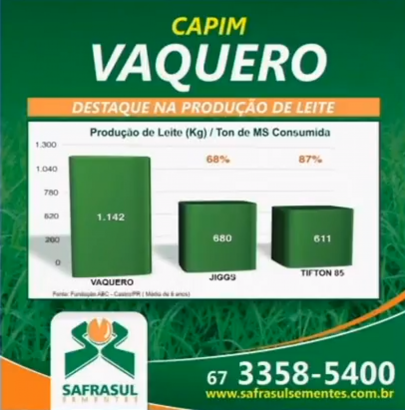 Capim Vaquero ganha cada vez mais espaço na pecuária 