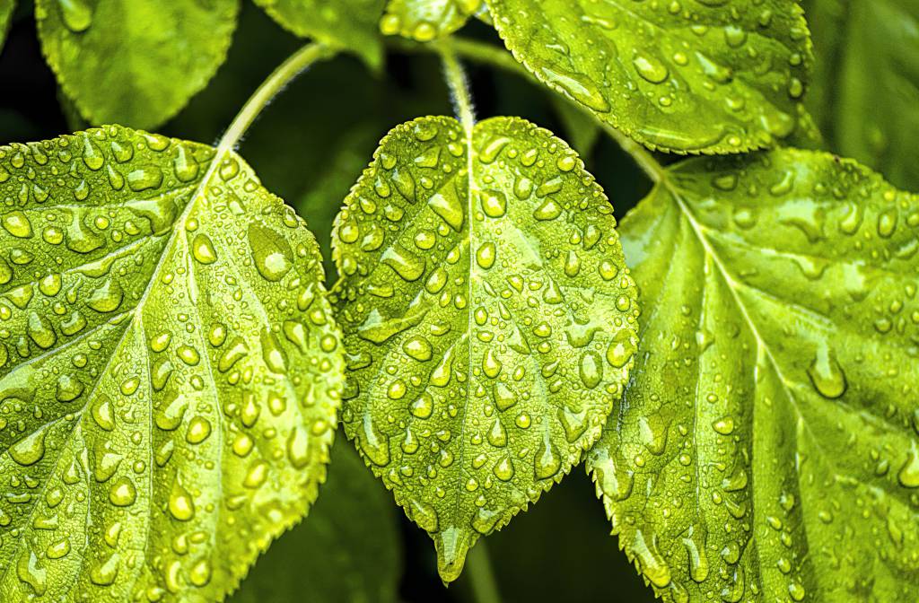 Entenda a previsão de chuva para as próximas semanas
