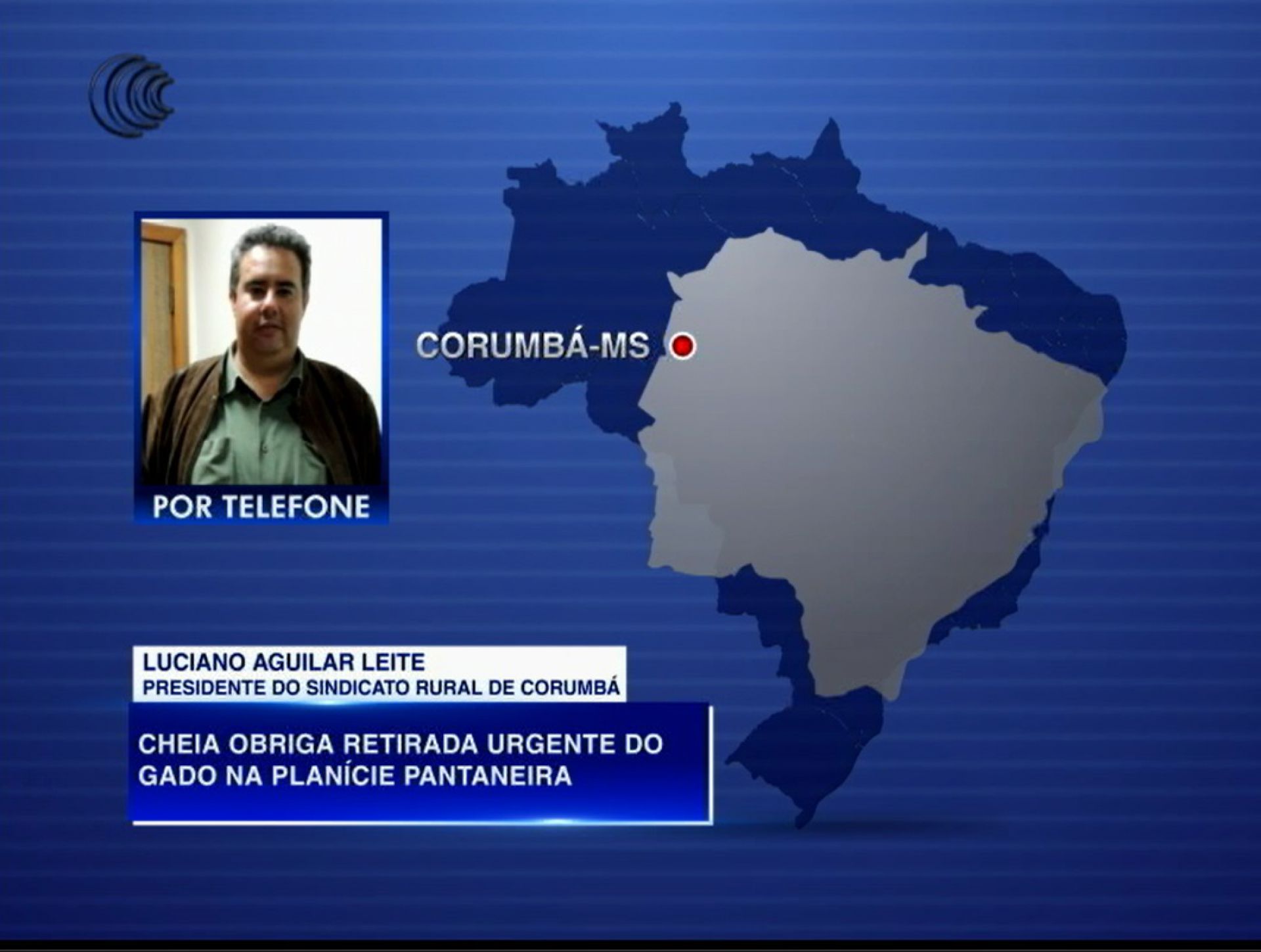 Cheia obriga retirada urgente do gado na planície   pantaneira