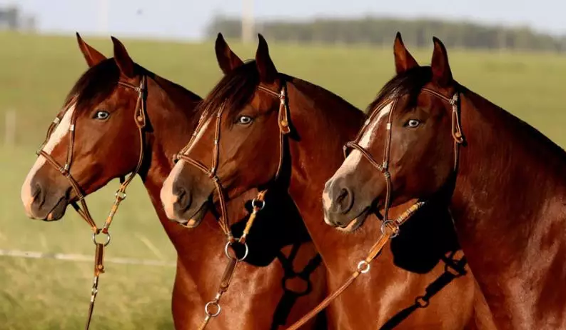 Cavalo Crioulo: animais rústicos e dóceis demonstram desempenho para dia a dia na fazenda e competições