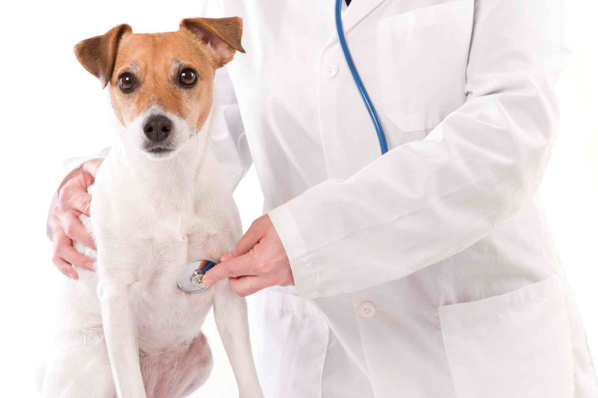 Bom Dia Produtor faz homenagem aos médicos veterinários pelo seu dia