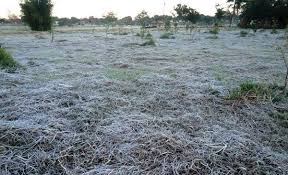 Embrapa emite alerta para geada e frio intenso em junho no estado de MS