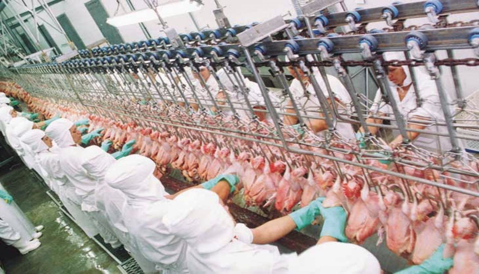 Preços do frango seguem em queda, diz Cepea