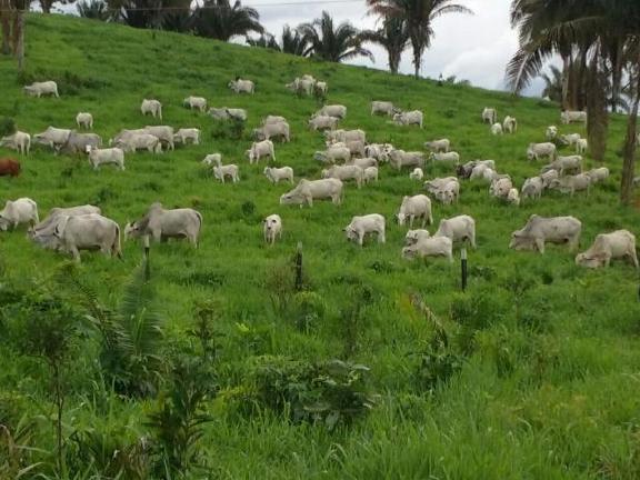 VBP é estimado em R$ 689,97 bilhões para 2020, diz Mapa