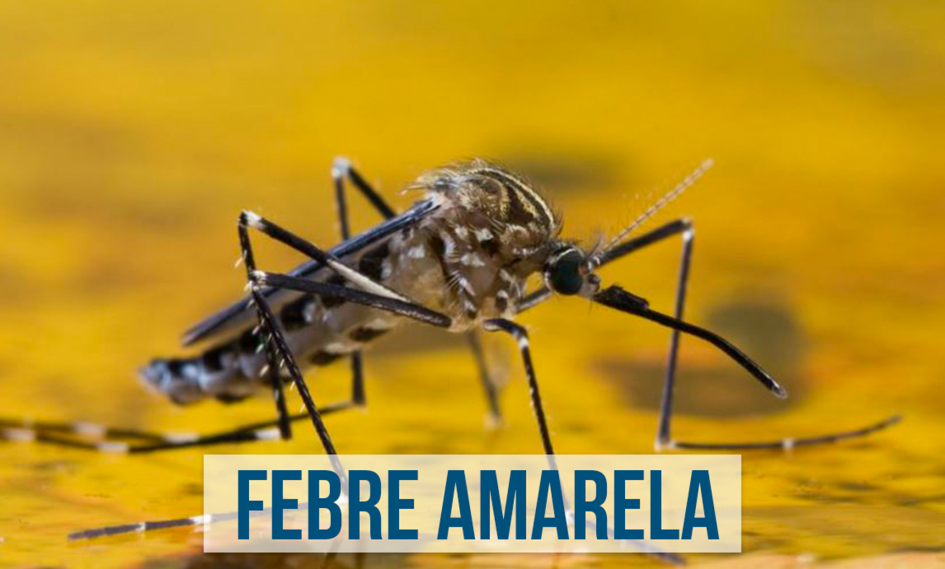 Surto de febre amarela causa tragédia ambiental sem precedentes