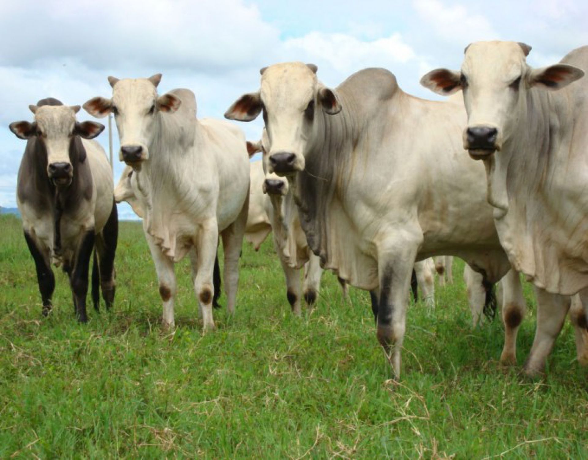 Pecuária BR e Real H firmam parceria para dia de campo