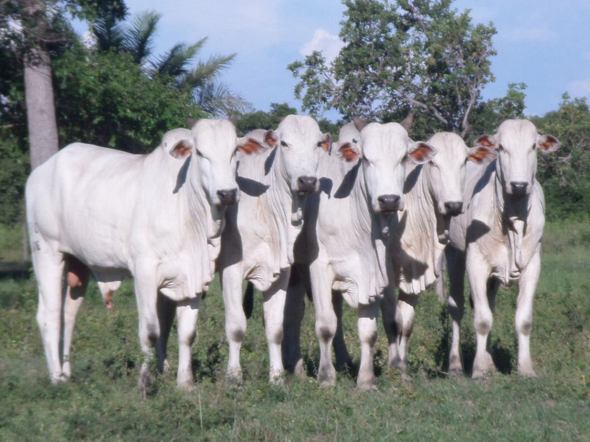 Importância do melhoramento genético para a pecuária