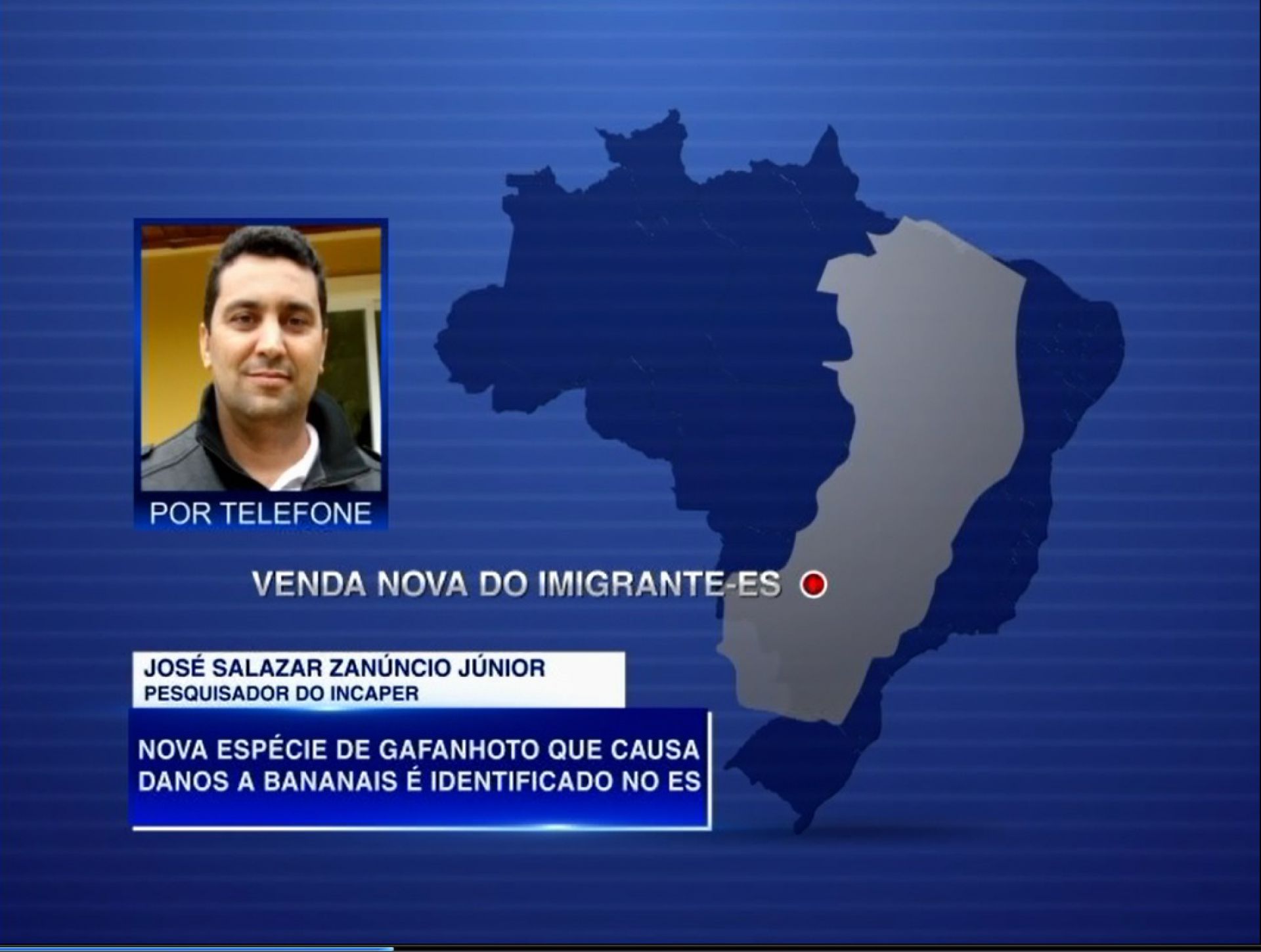 Nova espécie de gafanhoto que causa danos a bananais é identificada no ES