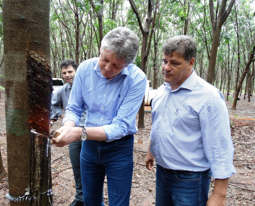 Produtores do látex no MS recebem orientação do estado
