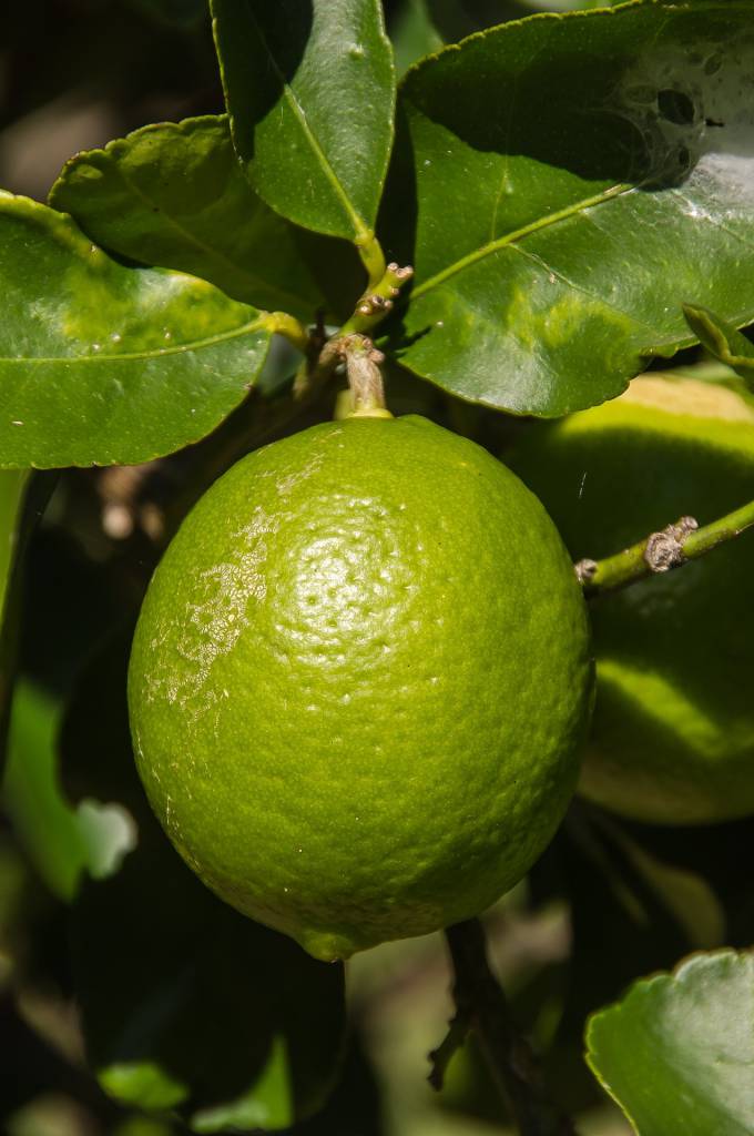 Preços do tahiti seguem em alta