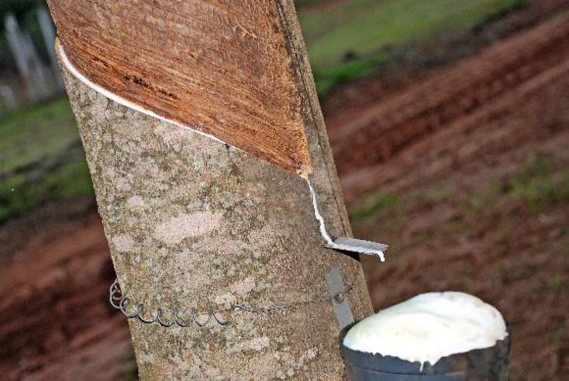 CNA defende volta de imposto para importação de borracha natural 