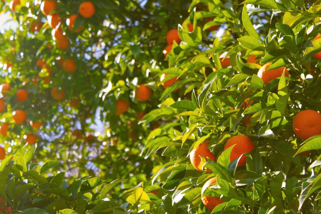 Demanda no mercado eleva preços da laranja de qualidade 