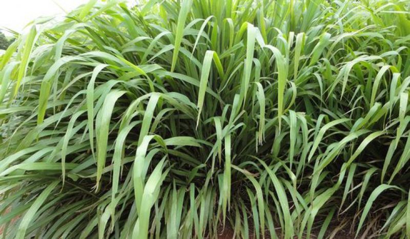 Embrapa em parceria com a Unipasto lançou este ano a nova cultivar: Panicum Maximum