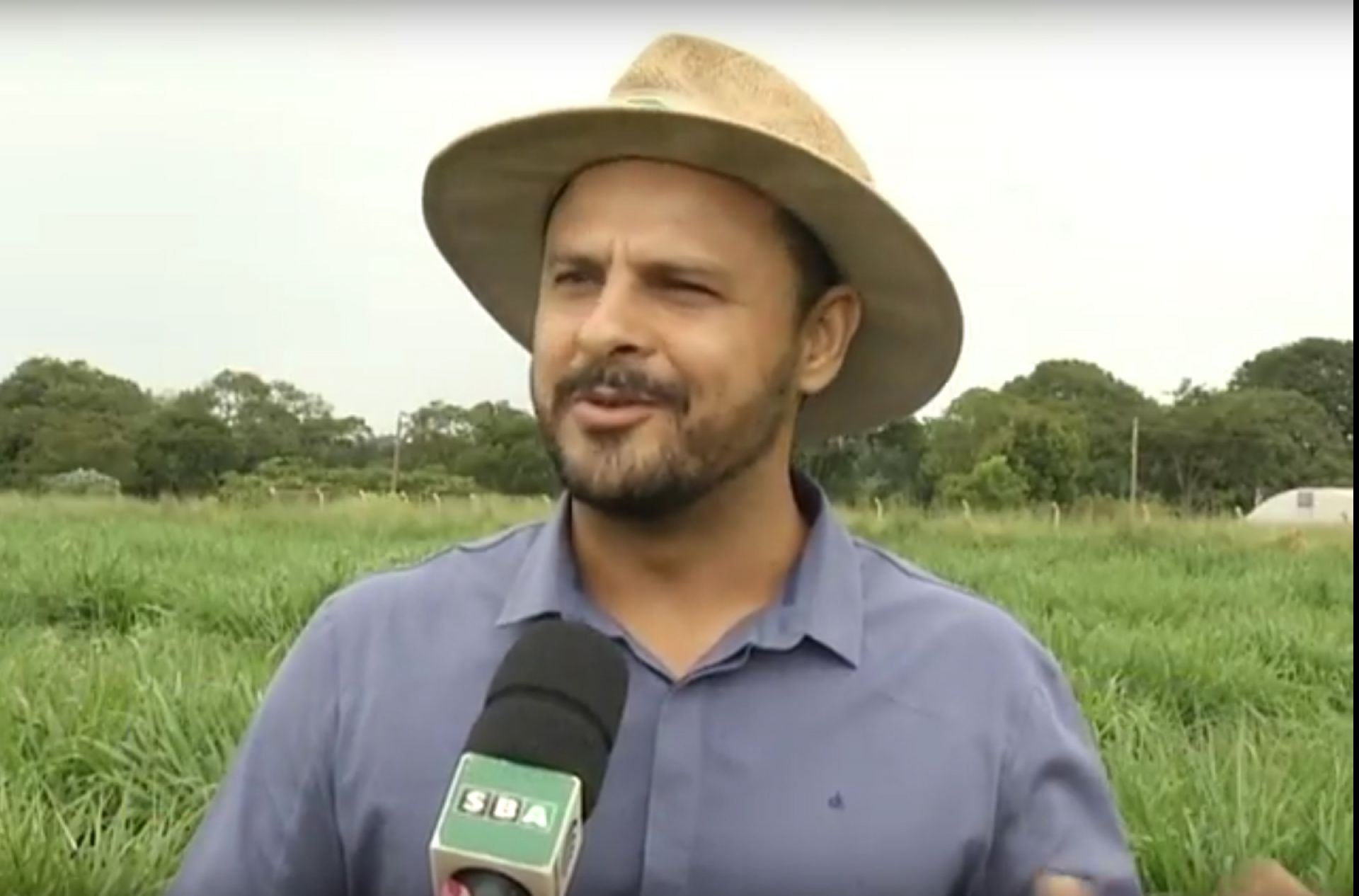 Experimento Panicum