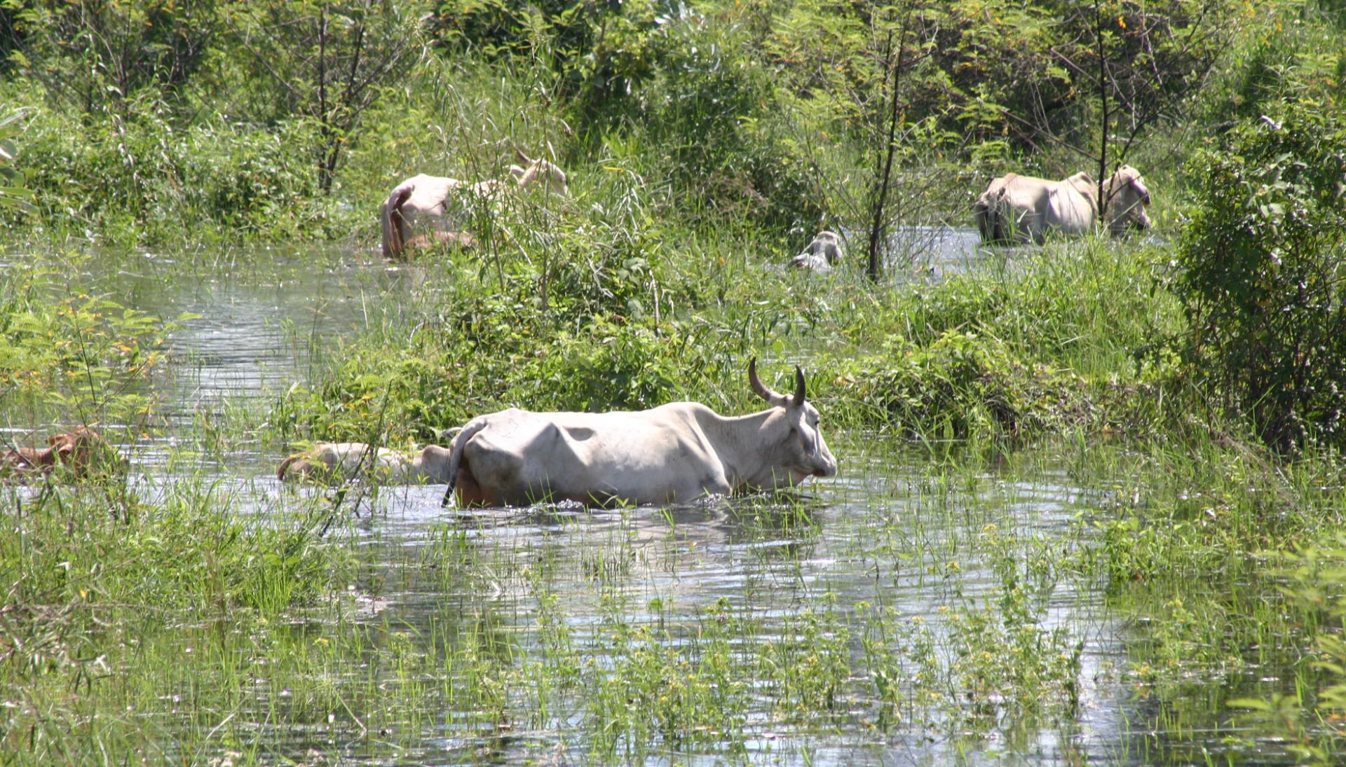Grau de sustentabilidade das fazendas no Pantanal poderá ser avaliado com novo software
