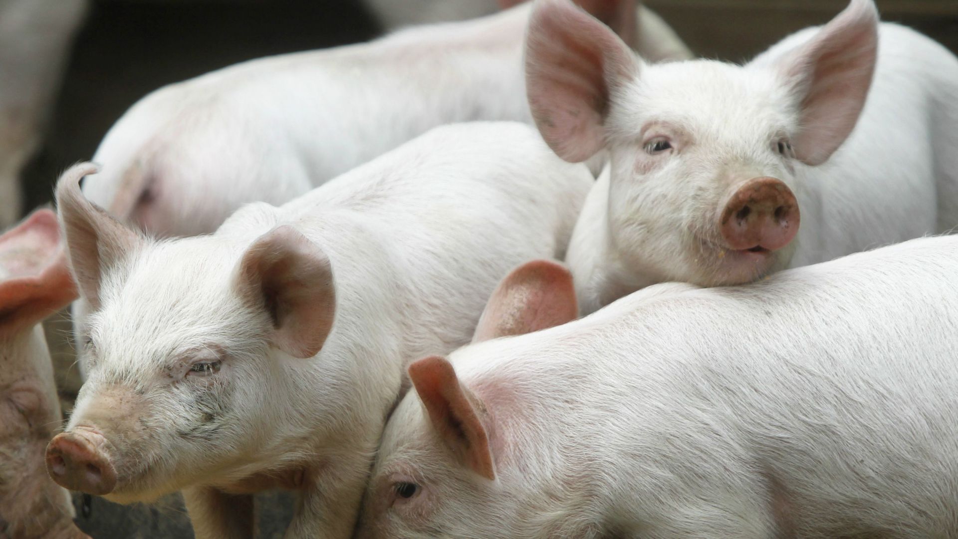 Diferença entre valores da carcaça suína e bovina bate recorde na série histórica do Cepea