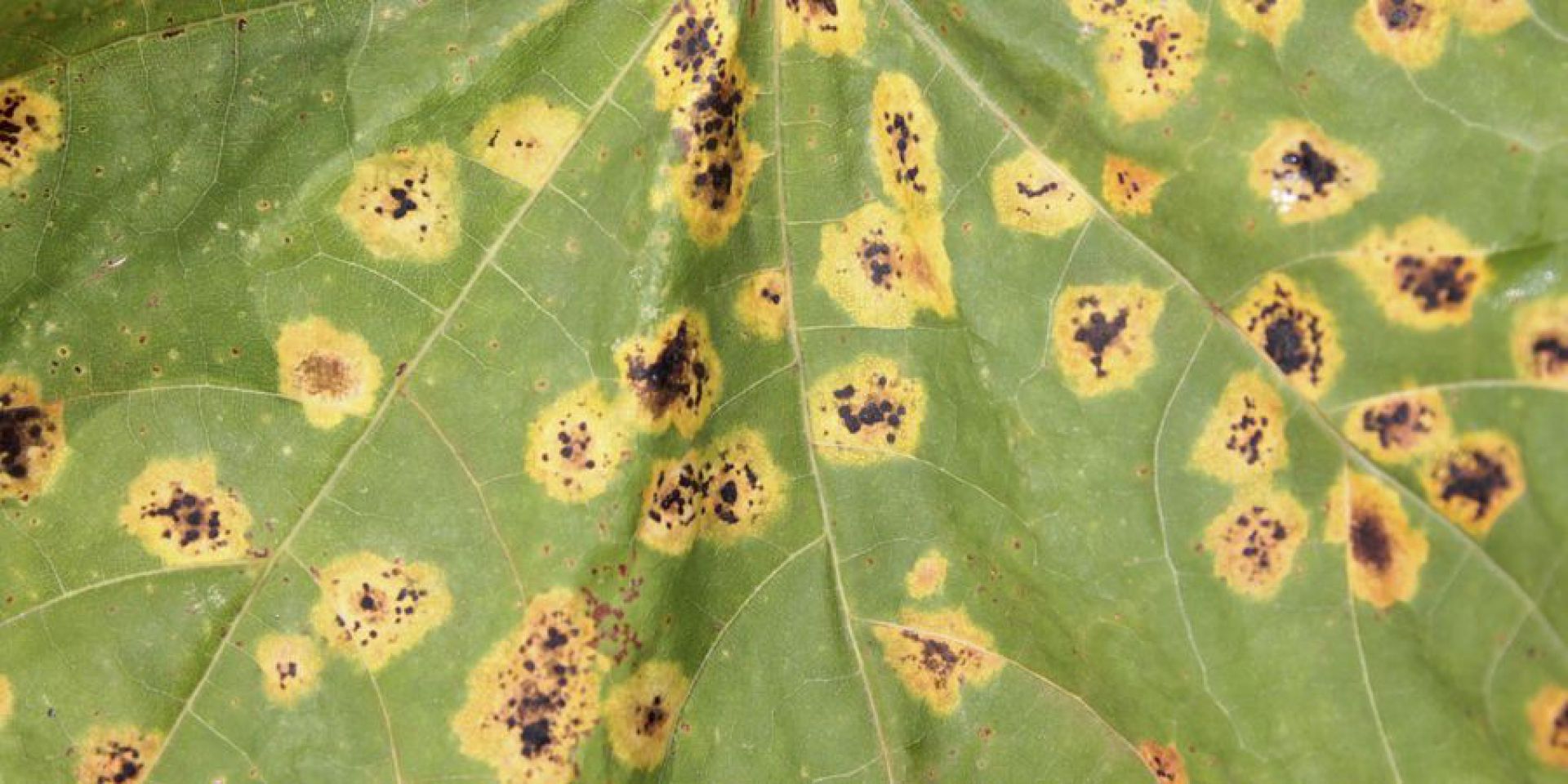Estudo mostra possibilidades para solucionar doenças das plantas