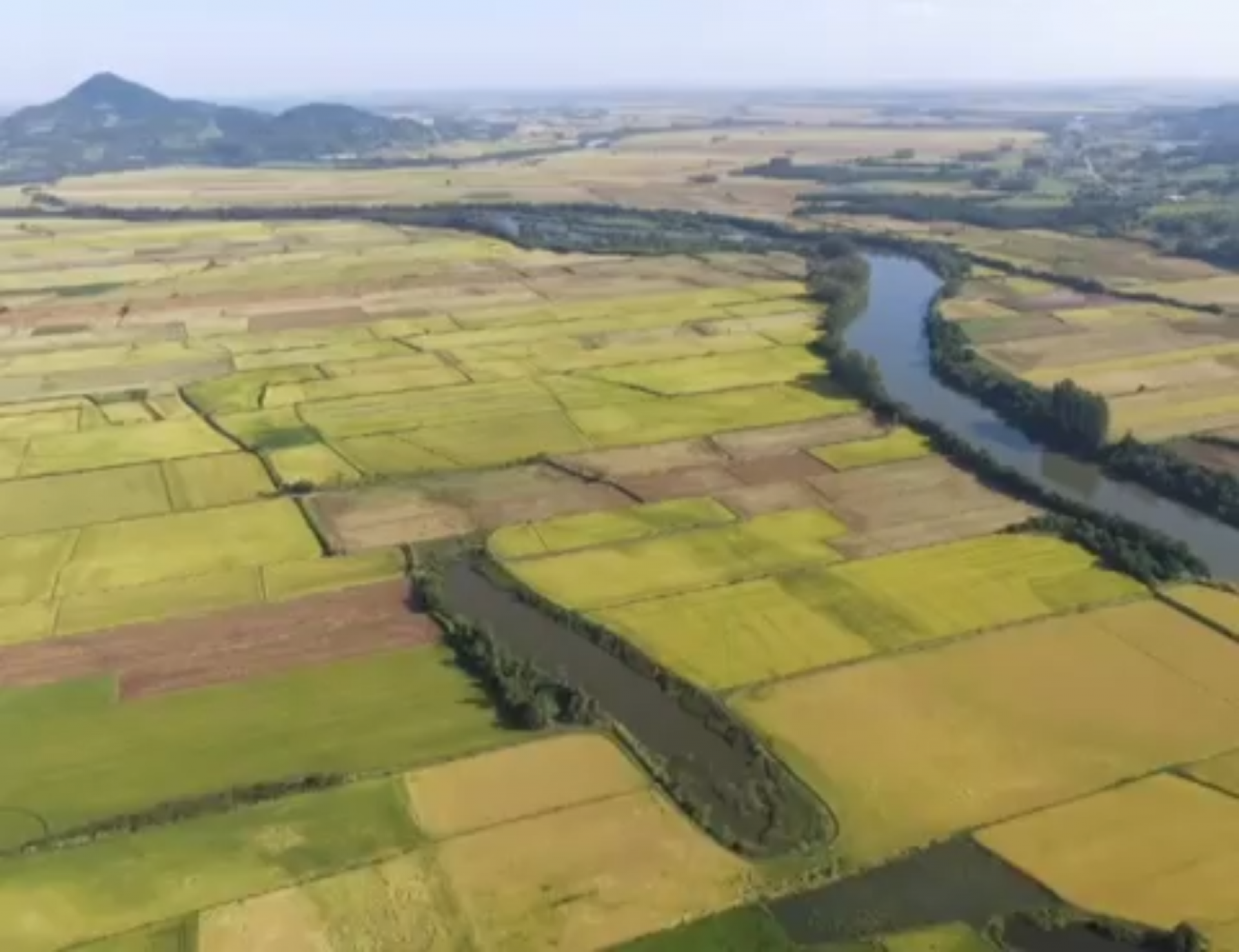 Ministério da Agricultura registra defensivos biológicos inéditos para combater ácaros e nematoides