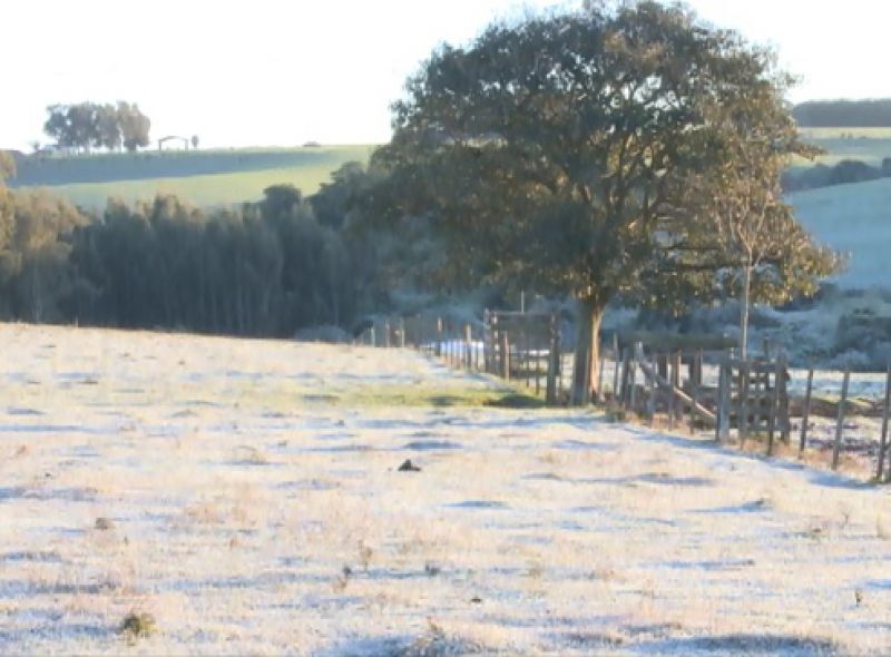 Bosque protege o rebanho do frio intenso