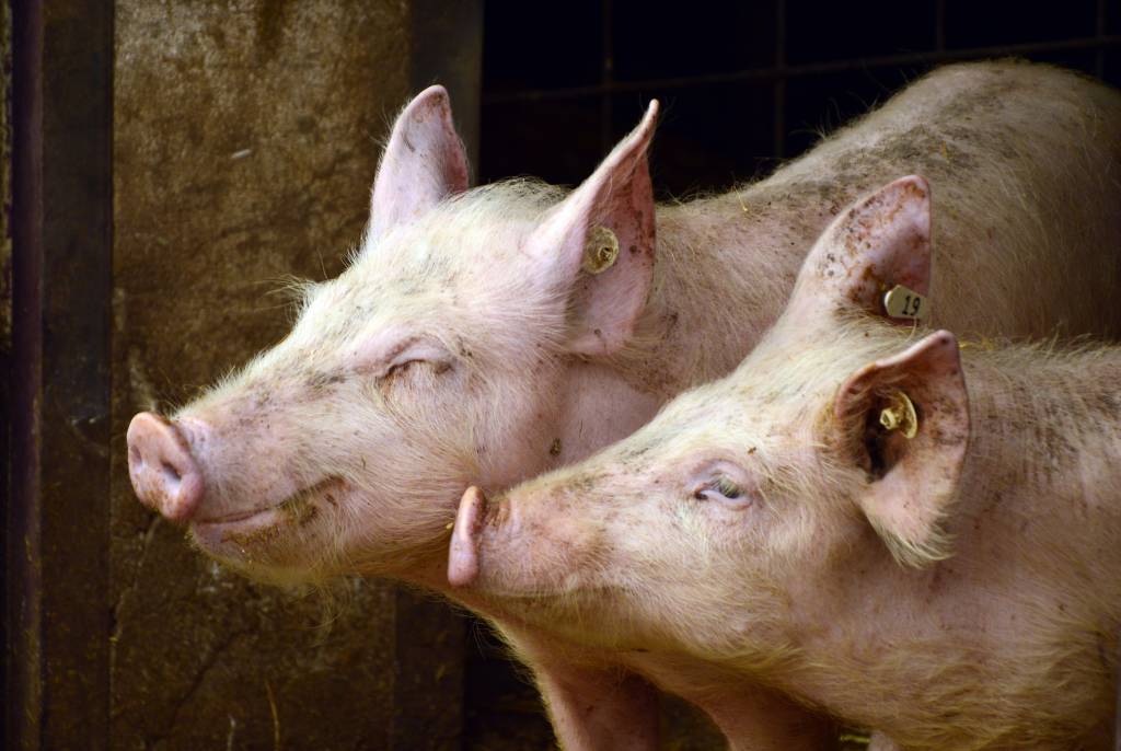 Preço na granja e no atacado com alta no mercado de suínos em São Paulo