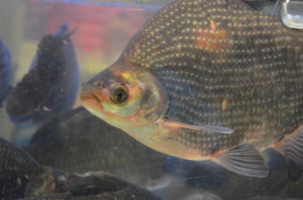 China habilita plantas brasileiras para exportação de peixes de cultivo